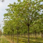 Вишня дрібнопильчаста ‘Shirotae’ / Prunus serrulata ‘Shirotae’