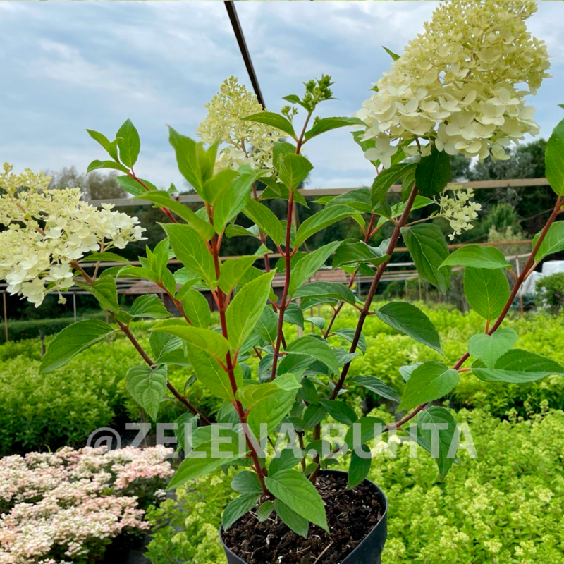 Гортензія волотиста 'Mega Mindy' / Hydrangea paniculata 'Mega